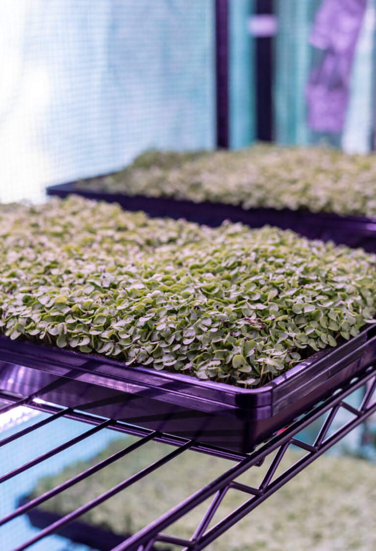 Young’s Microgreens