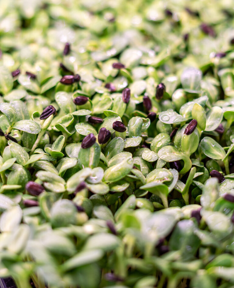Young’s Microgreens