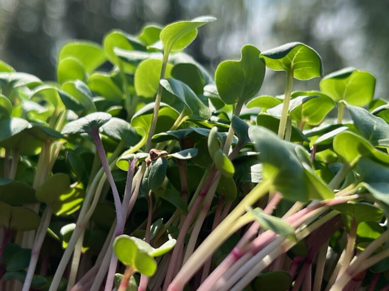 Young’s Microgreens