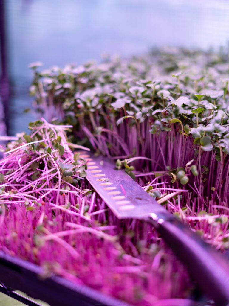 Young’s Microgreens