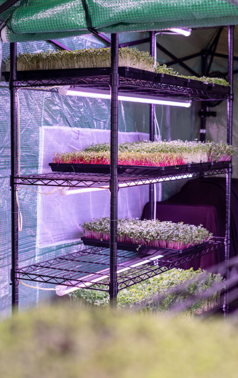 Young’s Microgreens