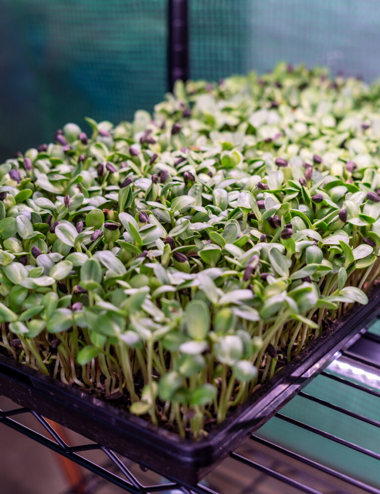 Young’s Microgreens