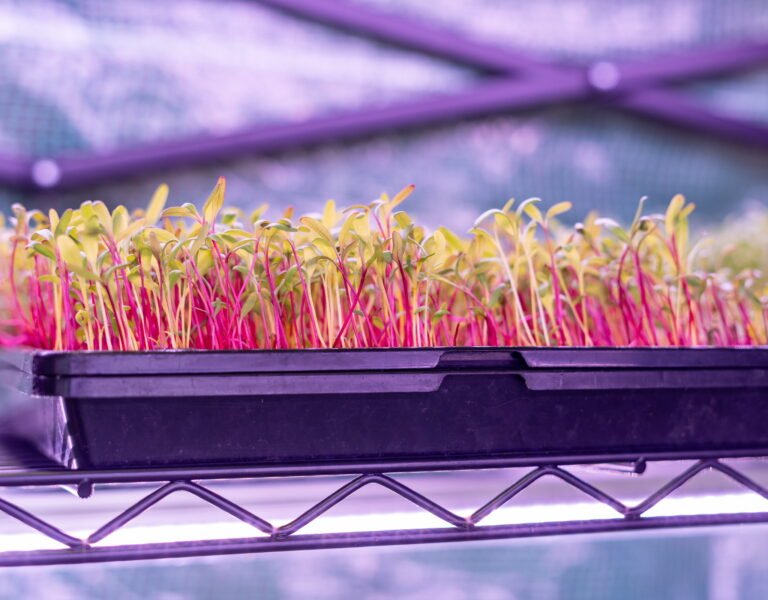 Young’s Microgreens