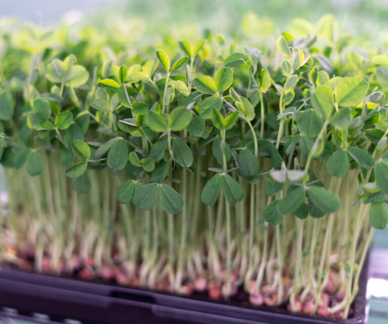 Young’s Microgreens
